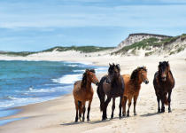 Sable Island horse © Michelle Valberg