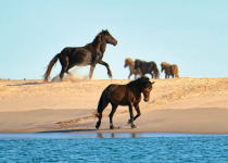 Sable Island horses © Michelle Valberg