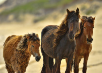 Wild horses, Sable Island