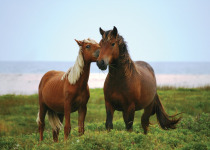 Sable Island horses © Parks Canada
