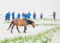 Sable Island horse