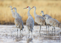 Sandhill Cranes