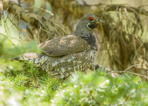 Spruce Grouse