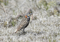 Chestnut-collared Longspur