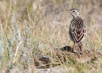 Sprague's Pipit