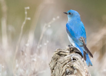 Mountain Bluebird