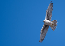 Prairie Falcon