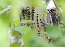 Red-naped Sapsucker