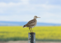 Upland Sandpiper