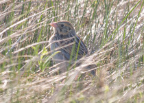 Baird's Sparrow