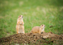 Black-tailed Prairie Dogs, Grasslands National Park Saskatchewan Canada