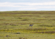 Pronghorn