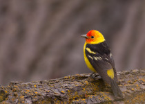 Western Tanager