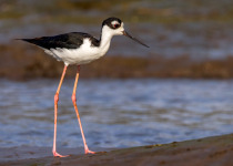 Black-necked Stilt