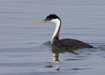Western Grebe