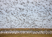 Snow Geese in Saskatchewan
