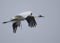 Whooping Crane flying