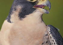 Peregrine Falcon