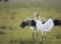 Whooping Cranes