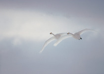 Whooper Swans