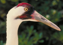 Whooping Crane
