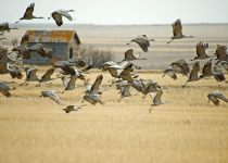 Sandhill cranes migration in Saskatchewan