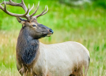 Bull elk
