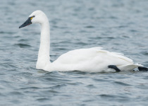 Tundra Swan