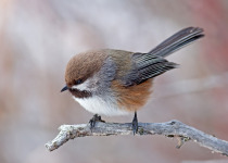 Boreal Chickadee