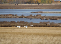 Whooping cranes landing