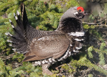 Spruce Grouse