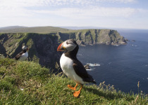 Puffin