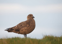 Great Skua