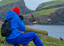 Atlantic Puffins, Fair Isle, Shetland