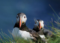 Atlantic Puffins