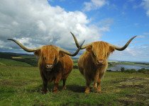 Highland Cattle
