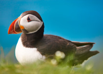 Puffin on Mykines cliffs and blue sky background. Faroe islands