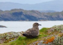 A Great Skua gazing at the West of Scotland scenery