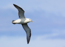 One Fulmar glide on the wind along a cliff on the Shetland Islands