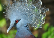 Victoria Crowned-Pigeon, Papua New Guinea