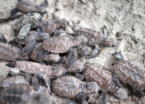 Sea Turtles, Melanesia