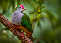 Red-bellied fruit dove, Ptilinopus greyi, in lowland forest