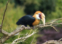 Blyths hornbill sitting on a branch