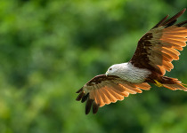 Brahminy Kite in flight on blur trees background