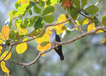 Island imperial pigeon (Ducula pistrinaria) in Manus Island, Papua New Guinea