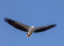 White-bellied Sea Eagle in flight