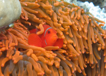 Anemone Fish