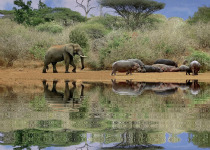 Elephants and hippos at water