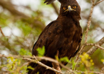 Long-crested Eagle