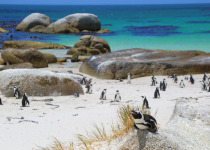 African Penguins